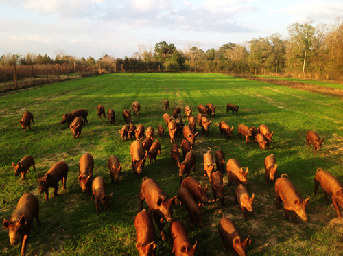 Our Heritage Tamworth Hogs